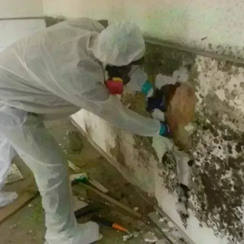 Mold Remediation and Removal in Van Buren County, MI